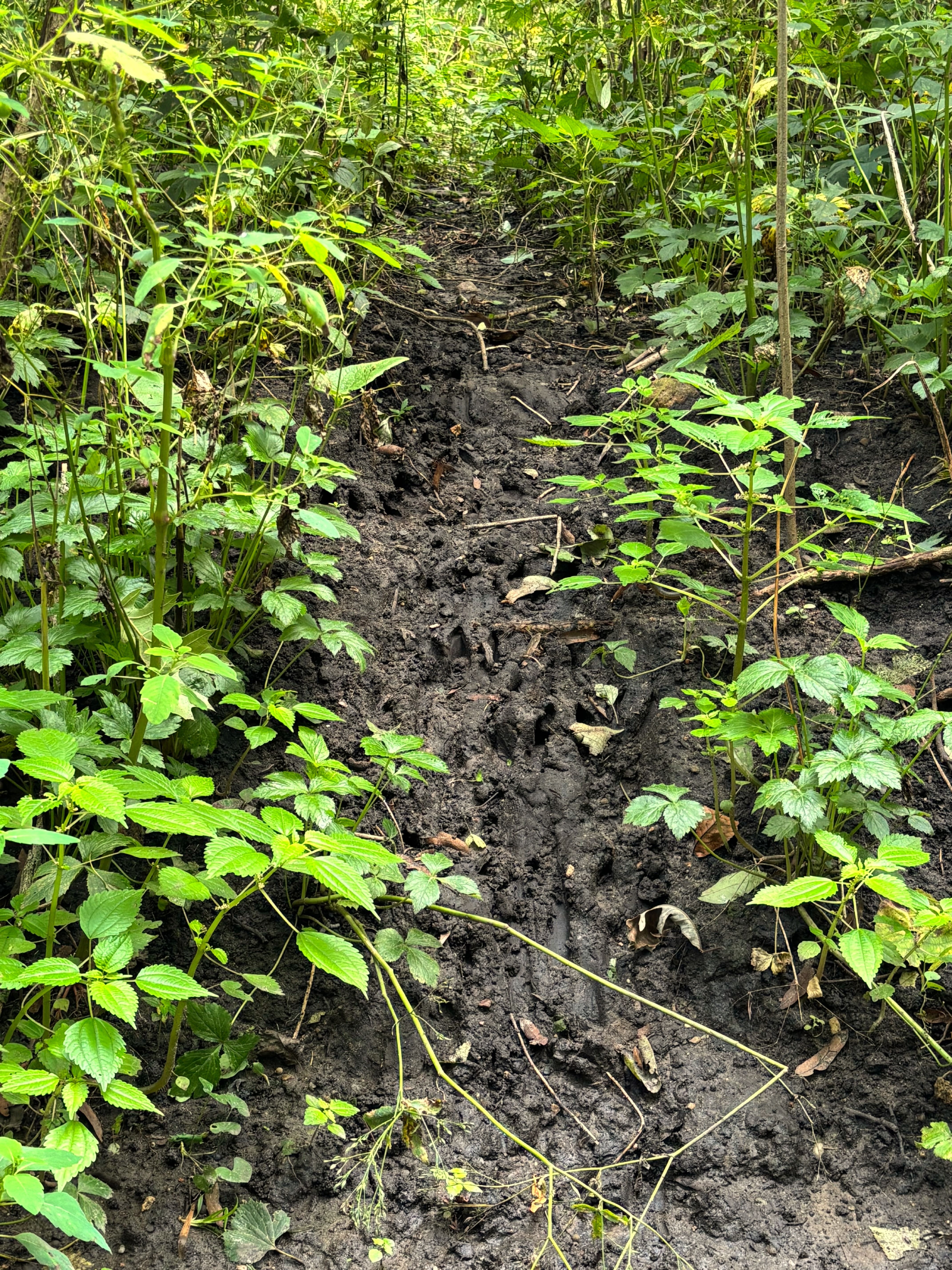 Listing Photo: Buchanan County tillable land
